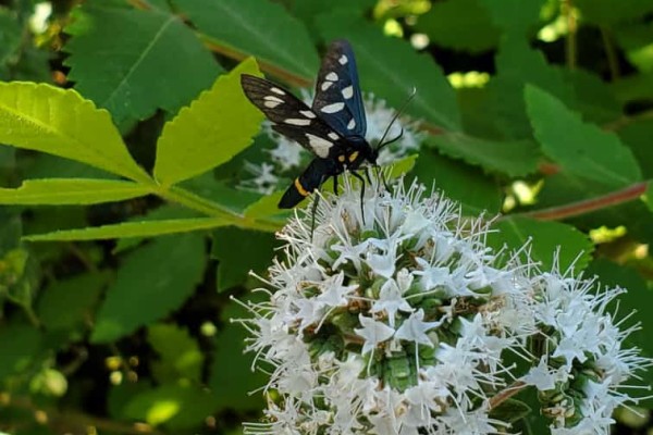 Capturing Biodiversity