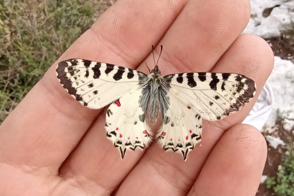 Capturing Biodiversity