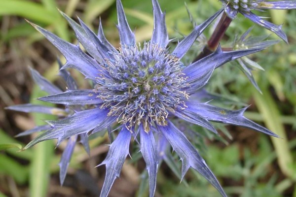 Capturing Biodiversity