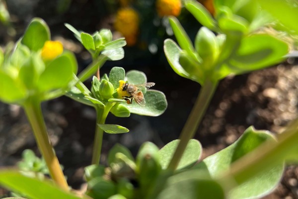 Capturing Biodiversity