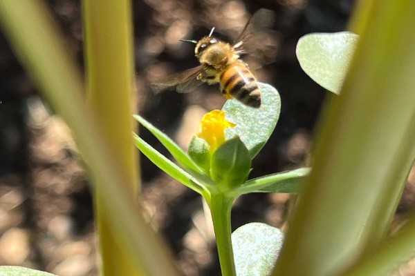 Capturing Biodiversity