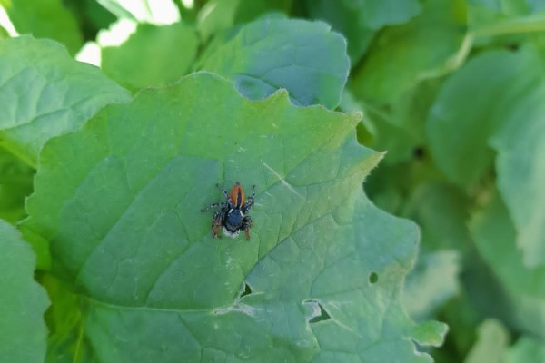 Capturing Biodiversity