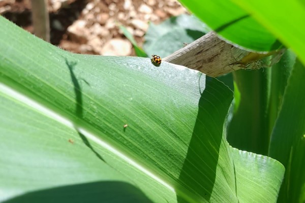 Capturing Biodiversity