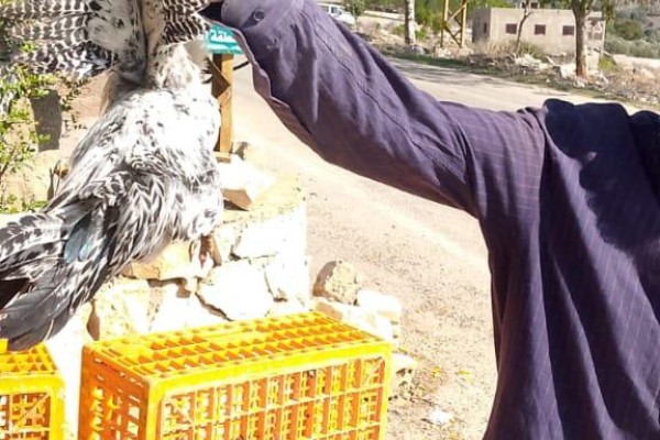 The Hen that Brought Back Hope