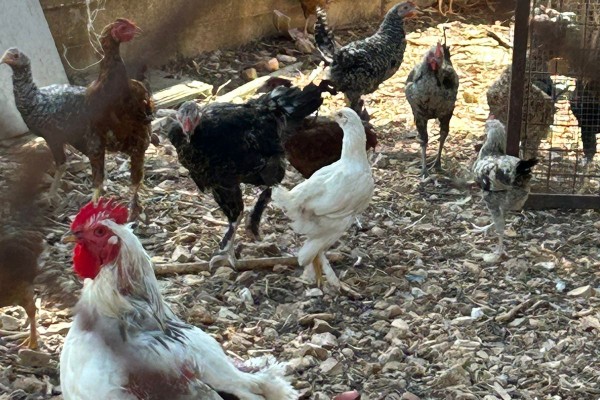 The Hen that Brought Back Hope